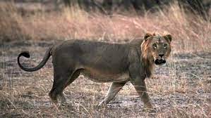 West African Lion Lions Facing Extinction In West Africa Bbc News African Lion African Lion