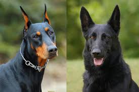 Doberman Vs German Shepherd Which Dog Is Better Allshepherd