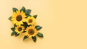 We did not find results for: Sunflower Backgrounds Free Vectors Stock Photos Psd