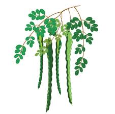 Image result for Moringa
