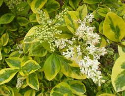 Hello i have a euonymus cholipo shrub plant for sale. Euonymus