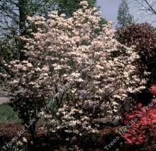 We did not find results for: Buy Rainbow North American Flowering Dogwood Tree Online Free Uk Delivery Free 3 Year Tree Warranty