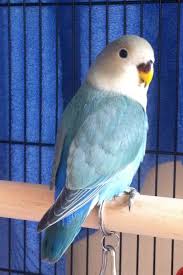 Baby Lovebird Indie So Beautiful Love Birds Bird Birds