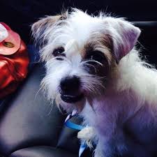 Jack russell shih tzu mix puppies. Rosie 2 Year Old Shih Tzu Jack Russell Mix Adopted Ottawa Dog Rescue