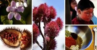 Los remedios naturales han demostrado por mucho tiempo dar excelentes resultados para combatir la diabetes. Plantas Medicinales Para La Diabetes 20 Del Amazonas