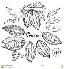 Boas práticas de colheita e processamento para impulsionar a qualidade do cacau. Fruto Grafico Do Cacau Ilustracao Do Vetor Ilustracao De Quente 77060840