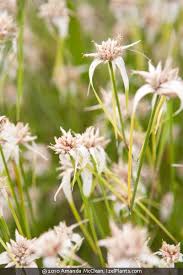 Image result for Rhynchospora gracillima