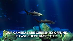 Search the world's information, including webpages, images, videos and more. Virtual Zoo Bronx Zoo