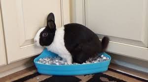 Little bunny bear's potty training tips, baby pottying, potty learning, gentle potty training, how to potty train, montessori potty training, no learn how gently potty train your toddler with rebecca mottram, children's research nurse, author of the baby pottying guide, potty learning coach and. Rabbit Potty Training I Rabbit Litter Training Music Video Youtube
