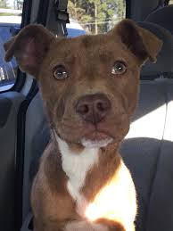 Recognize this puppy thrown from a van