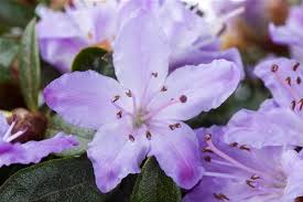 Image result for Rhododendron molle