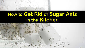 But, i've been able to safely get rid of them. 4 Simple Ways To Get Rid Of Sugar Ants In The Kitchen