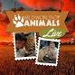 Wild World of Animals Live event image