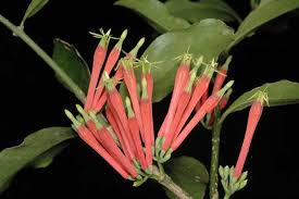 Image result for Dictyophleba