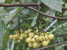 Image result for Psychotria hypsophila