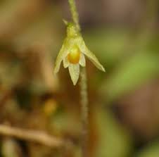 Image result for Orthochilus walleri