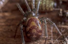 Like most spiders, the false widow's bite is venomous, but it almost always only has a mild effect on humanscredit: How Dangerous Are False Widow Spiders Natural History Museum