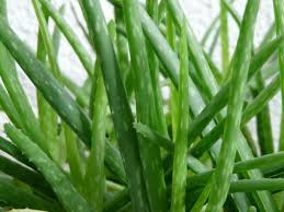 Image result for Aloe