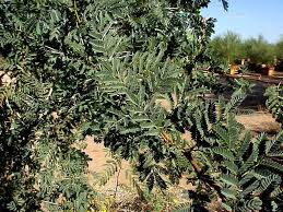 Image result for Acacia xanthophloea