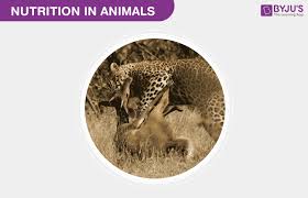 In just four days, the video reached 7 million views. Nutrition In Animals Types Process Of Nutrition In Animals