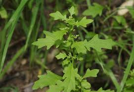 Image result for Dysphania procera