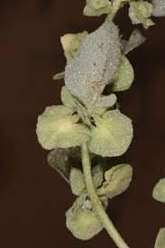 Image result for Atriplex