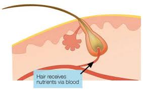 Although arginine is synthesized in the body, it is not made in sufficient quantities to meet the metabolic requirements during certain health conditions. The Key Amino Acids For Hair Growth And Stopping Hair Loss Nicehair Org