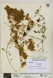 Image result for Cuscuta suaveolens