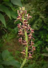 Image result for Liparis nervosa