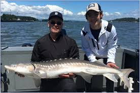 Sturgeon seldom move through fish ladders and over waterfalls, unlike salmon and steelhead. Columbia River Sturgeon Fishing Charters The Best Experience Around