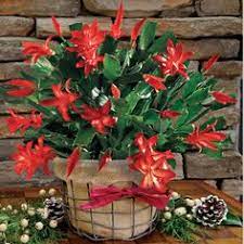 There are no yard sales in this location at the moment. 9 Christmas Ideas Plants Christmas Flowers