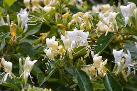 Uses of honeysuckle how can honeysuckle benefit you? Honeysuckle Weed Control Tips For Managing Honeysuckle Weeds