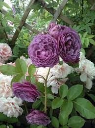 Roza Lavender Flower Circus Flowers Lavender Flowers Amazing Flowers