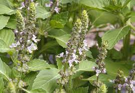 Unique, one of a kind plants for the discerning grower & collector. Basil Holy Ocimum Sanctum Ocimum Tenuiflorum Organically Grown Flower Seeds Floral Encounters