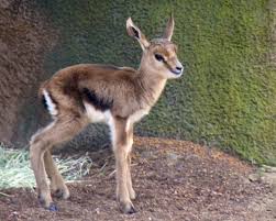 Baby Gazelles Baby Gazelle Just 2 Days Old Baby Animals Bear Puppy African Animals
