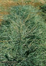 Image result for Dichanthium
