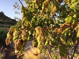 Fruit Tree Fungal Disease Daphne Richards Central Texas Gardener Youtube