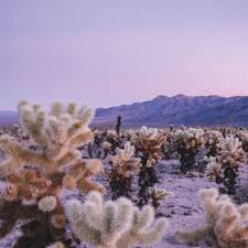 The short easy hike through cholla cactus garden is well worth the stop. Late Night Conversations Design Culture From Our Instagram Feed Mygodshot Joshua Tree Joshua Tree National Park Desert Life