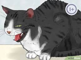 We did not find results for: How To Spot And Treat Feline Asthma 11 Steps With Pictures