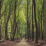 Forest Bathing & Forest Floor Inks