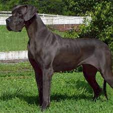 Maybe you would like to learn more about one of these? Victory Great Danes Home Of Quality Blues And Blacks