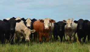 101 Cow Pictures With Images Cow Pictures Decor Animals