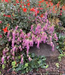 Image result for Origanum