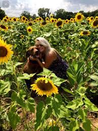 Flowers, plants, mixed arrangements, fresh flowers, roses, floral arrangements, potted. M D Farms And Garden Center Homer Glen Il