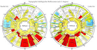 Iris Diagnosis Chart 6