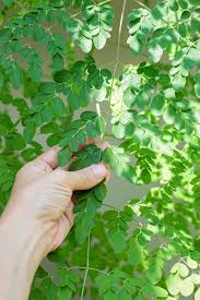 Image result for Moringa
