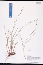 Image result for Scleria distans