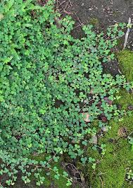 Image result for Grona triflora