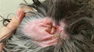 Image result for scabies dog ear