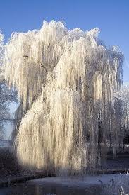 Willow hybrid trees also act as a great windbreak even in winter when they have no leaves, because their branch pattern is so dense. Iced Willow Ice On A Weeping Willow Tree Beautiful Ice Cold Winter Scenes Weeping Willow Willow Tree